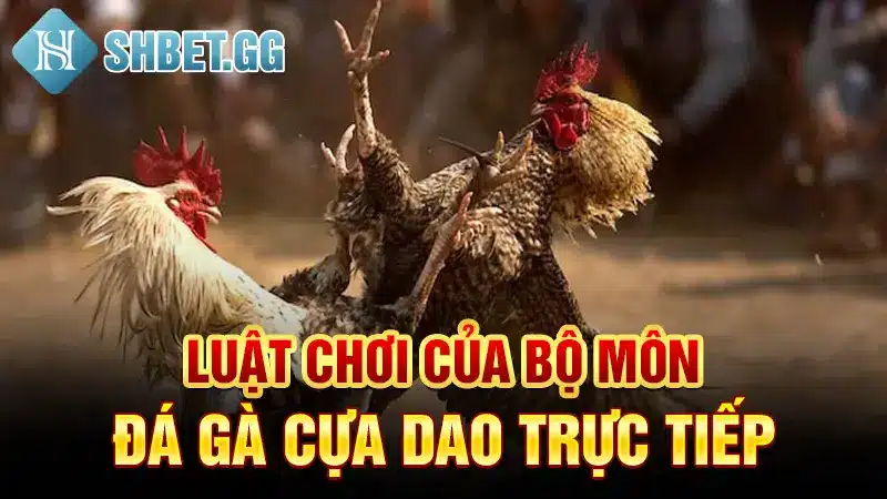 Đá Gà Cựa Dao Trực Tiếp Philippines - Sàn Đấu Kịch Tính 3 Luật chơi của bộ môn đá gà cựa dao trực tiếp